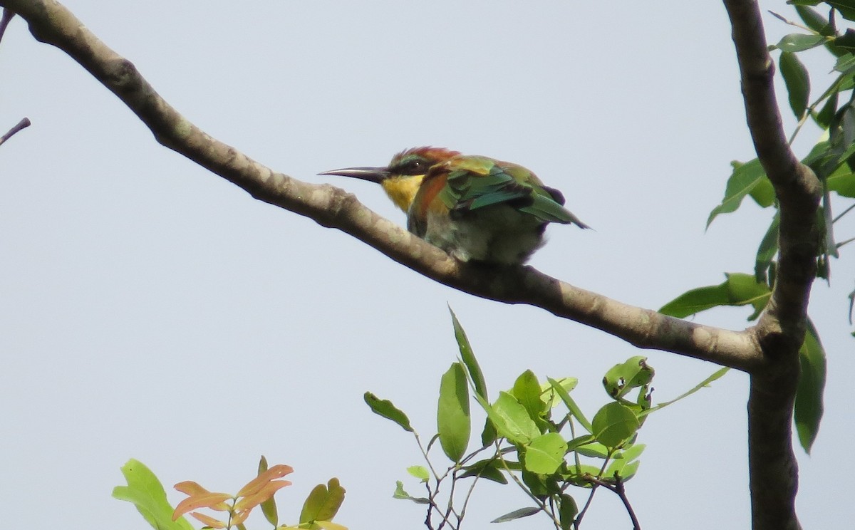 European Bee-eater - ML85499251