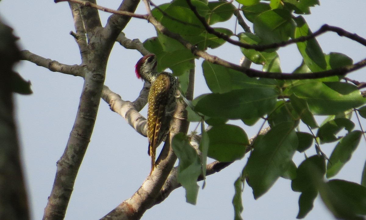 Golden-tailed Woodpecker - ML85499431