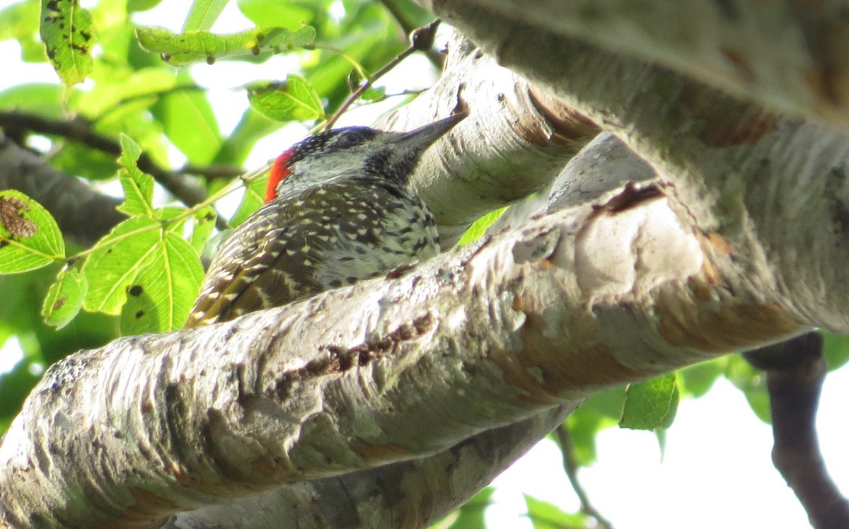 Golden-tailed Woodpecker - ML85499441