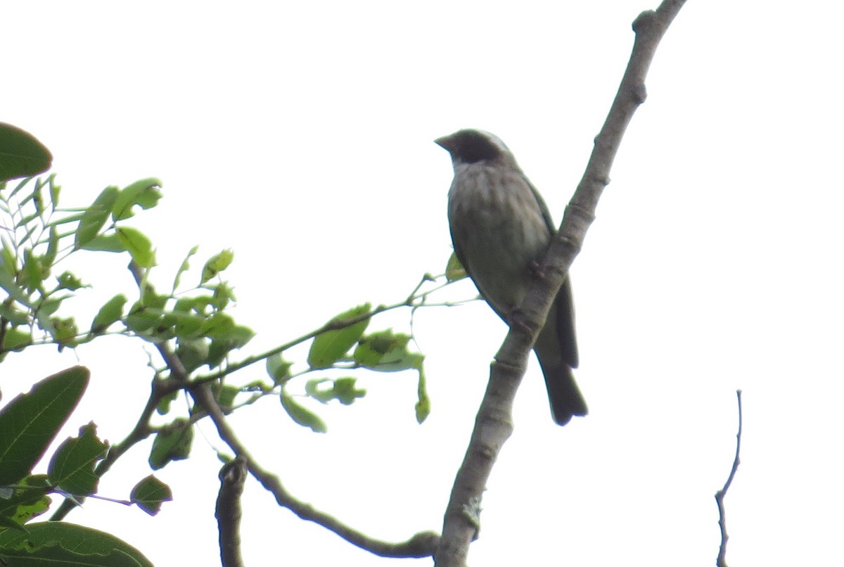 Black-eared Seedeater - ML85499711