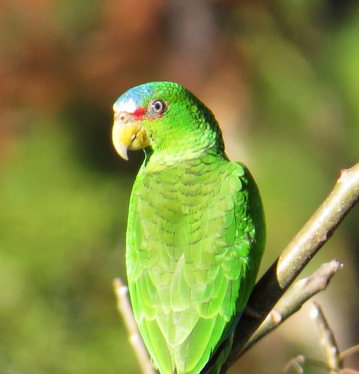 White-fronted Parrot - Phil Arneson