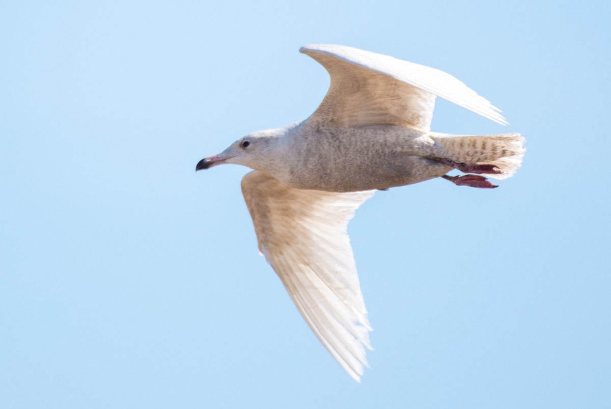 Glaucous Gull - ML85500501