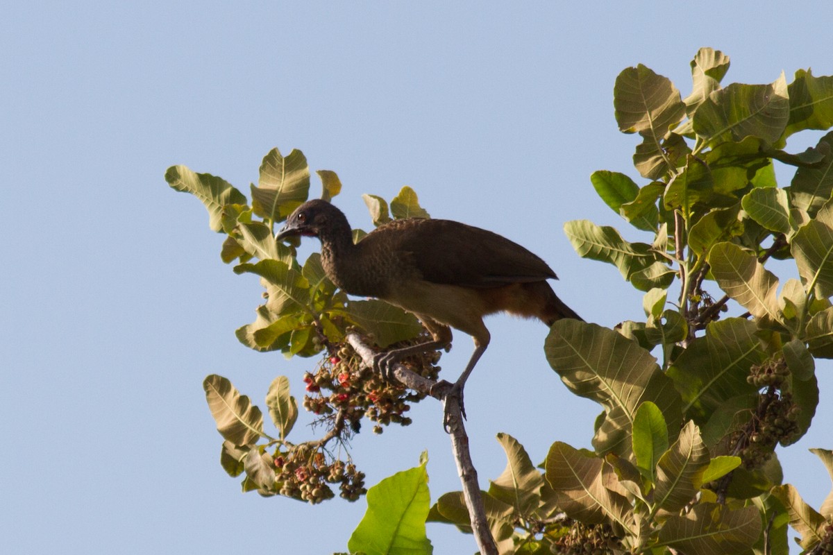 Rufous-vented Chachalaca - Justyn Stahl