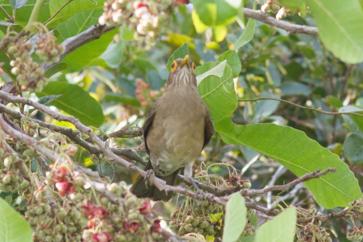 Spectacled Thrush - ML85500751