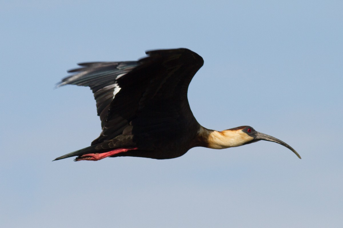 ibis bělokřídlý - ML85500901