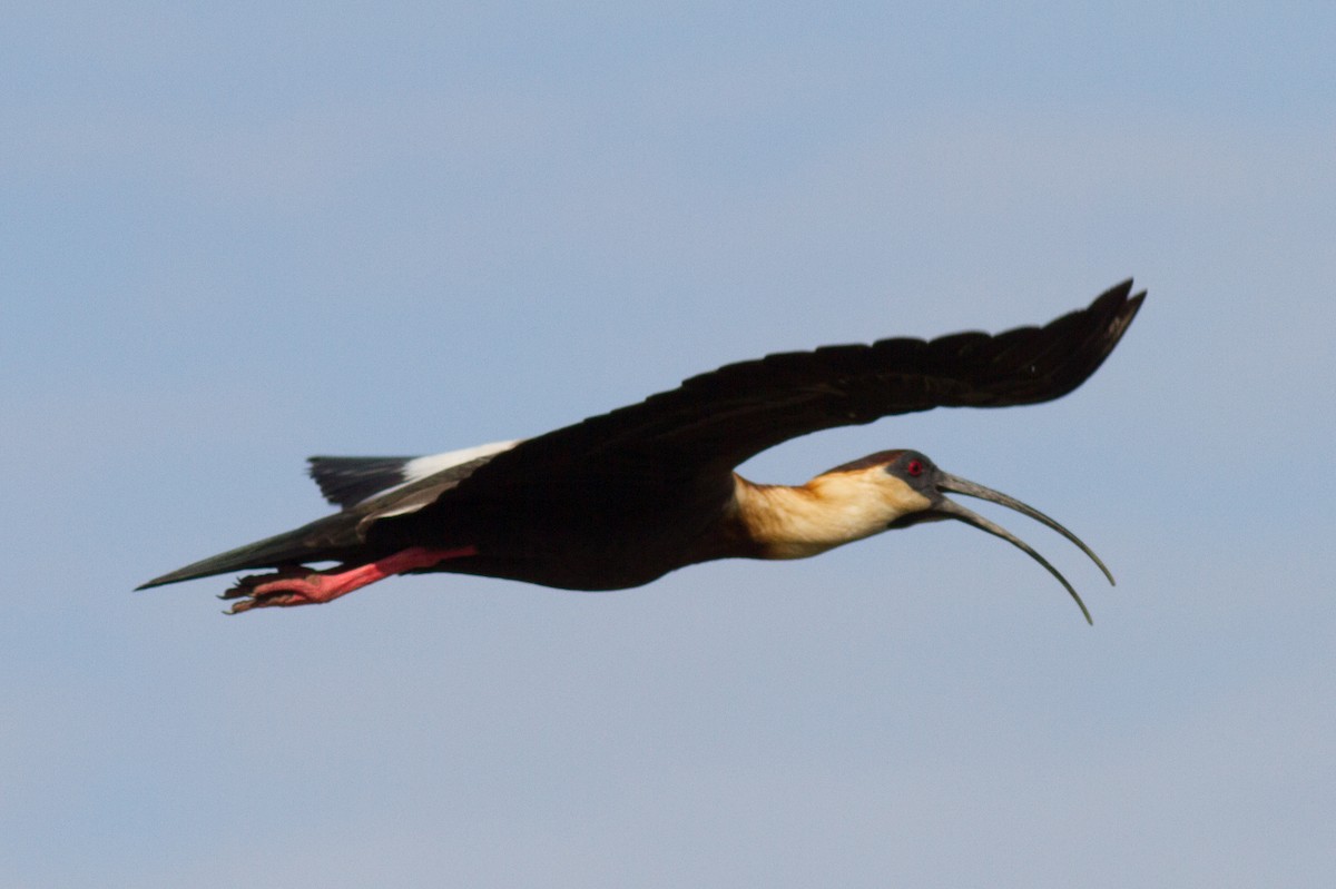 ibis bělokřídlý - ML85500911