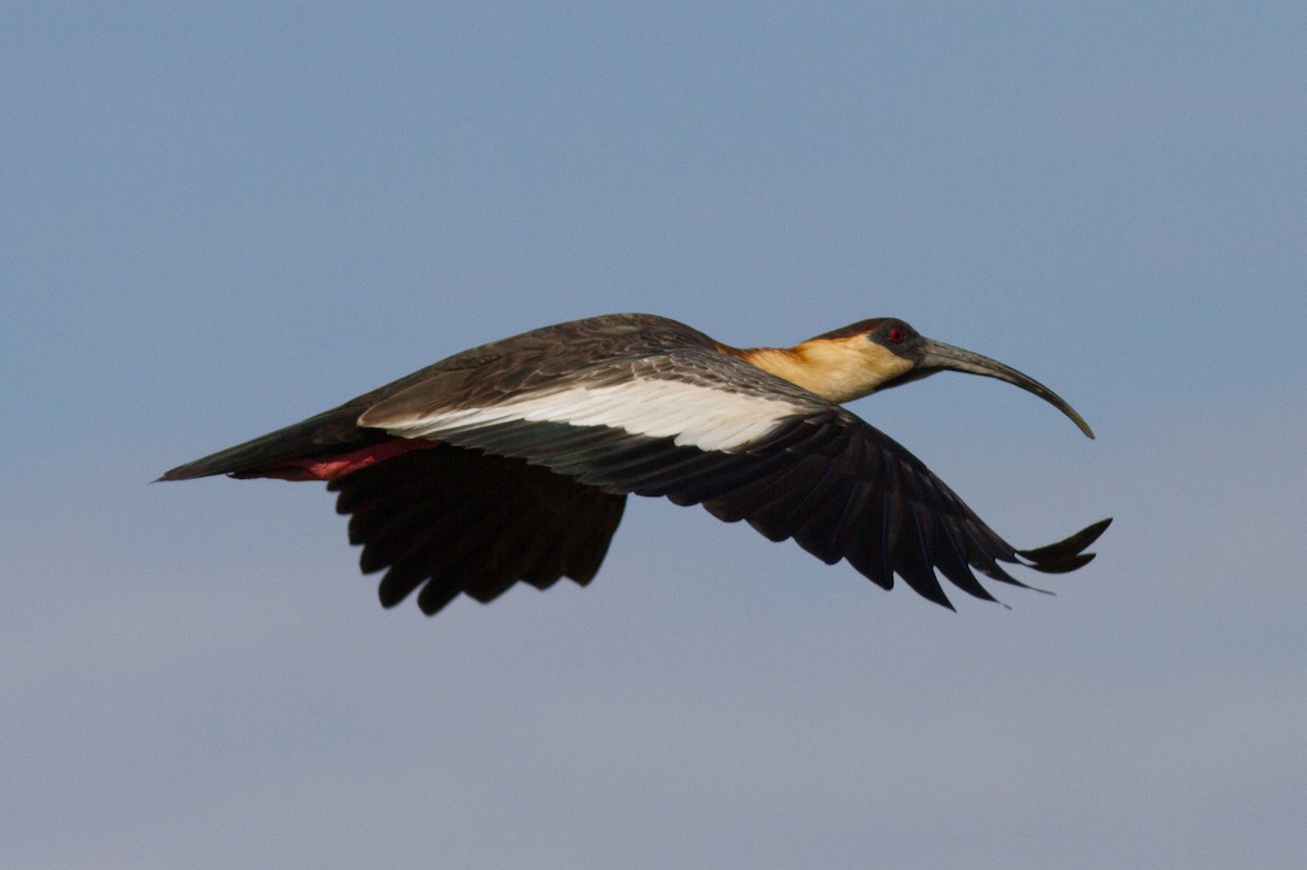 ibis bělokřídlý - ML85500921