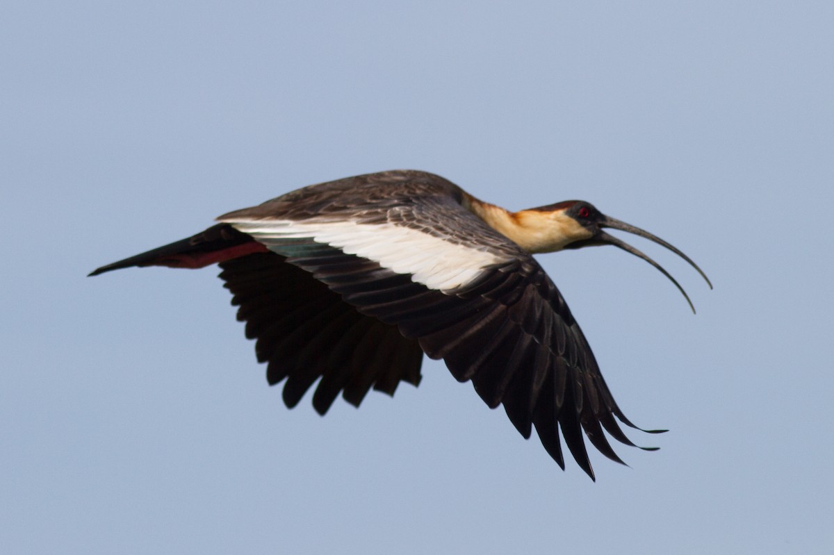 ibis bělokřídlý - ML85500931