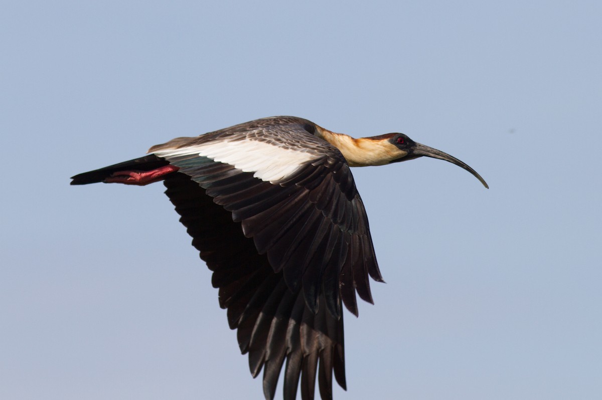 ibis bělokřídlý - ML85500941