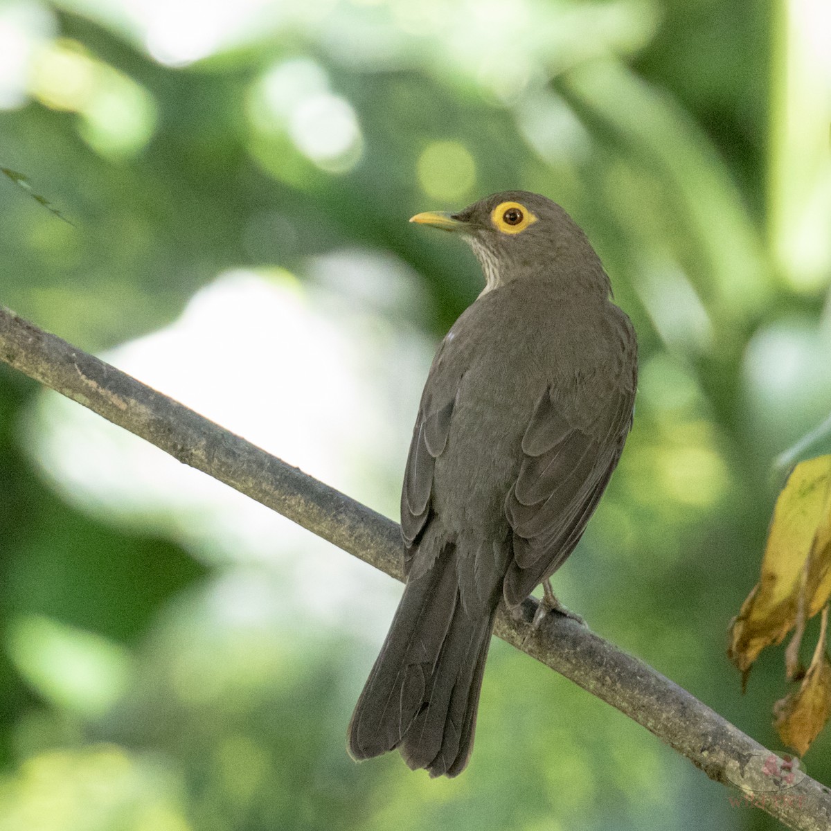 Spectacled Thrush - ML85501561