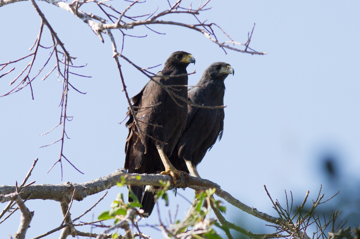 Great Black Hawk - ML85501801