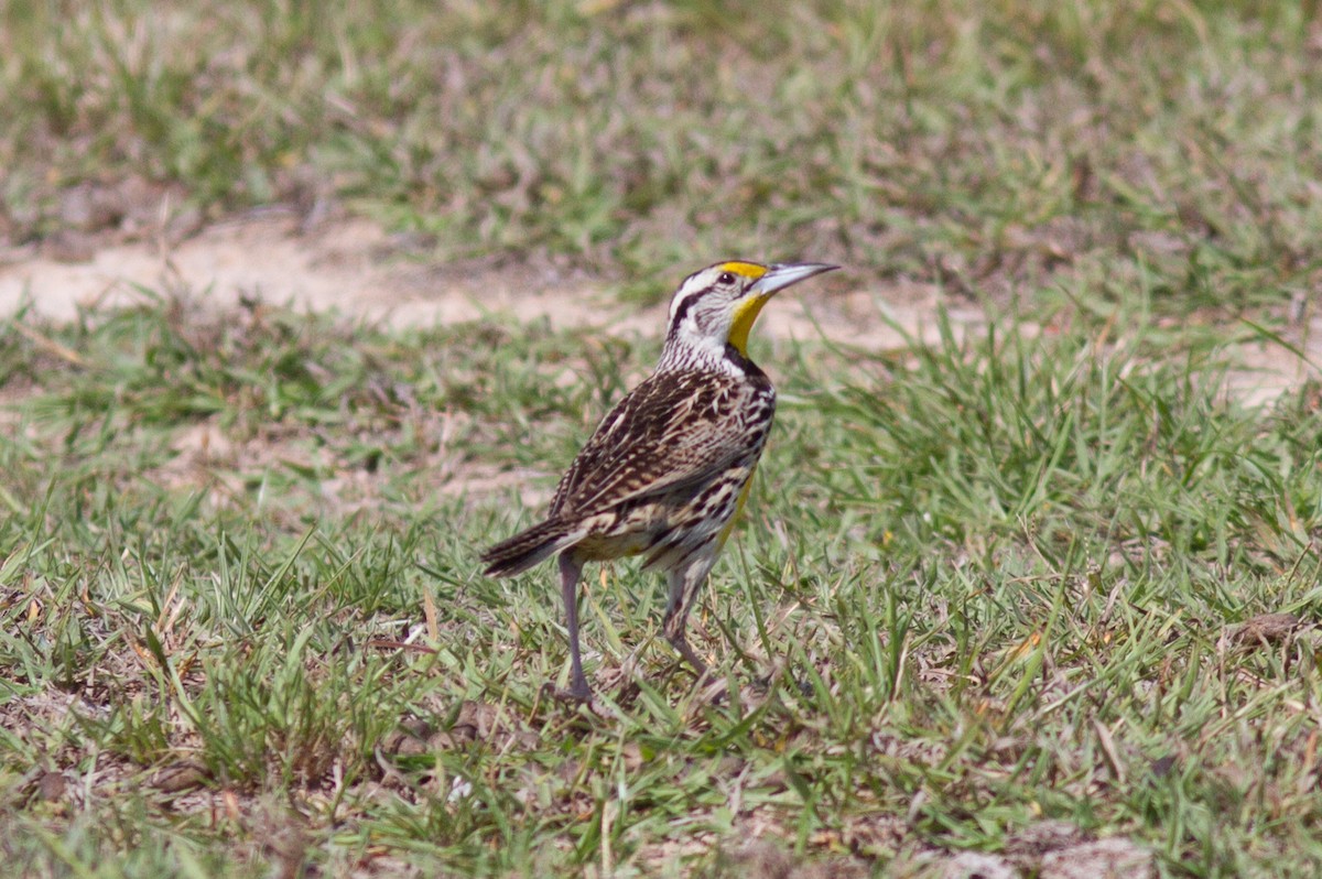 Eastern Meadowlark - ML85501841