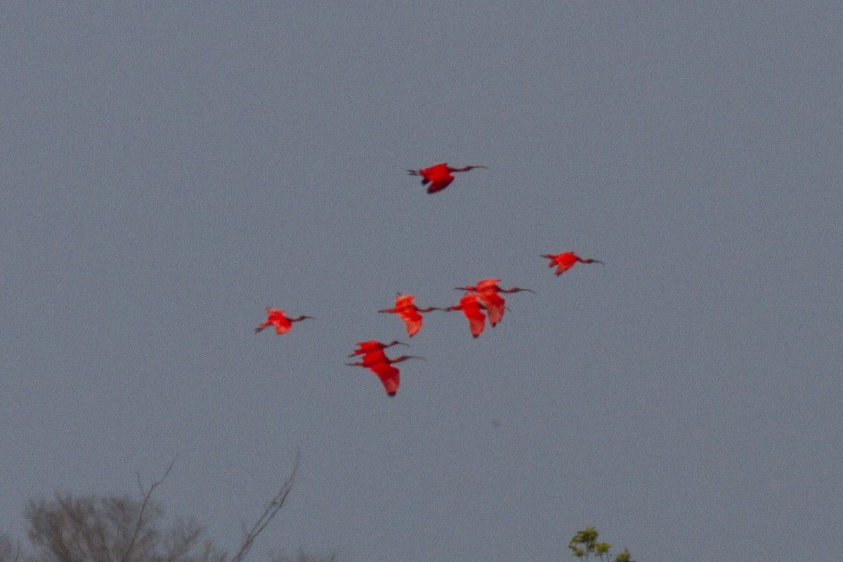 Scarlet Ibis - ML85501971