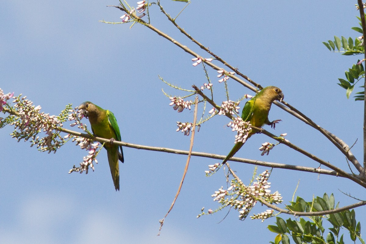 aratinga hnědohrdlý - ML85502011