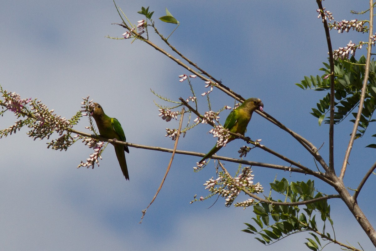 aratinga hnědohrdlý - ML85502031