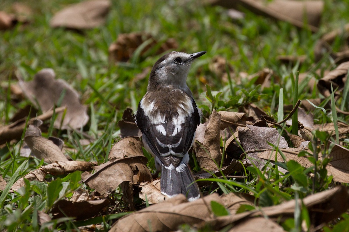 Pied Water-Tyrant - ML85503631