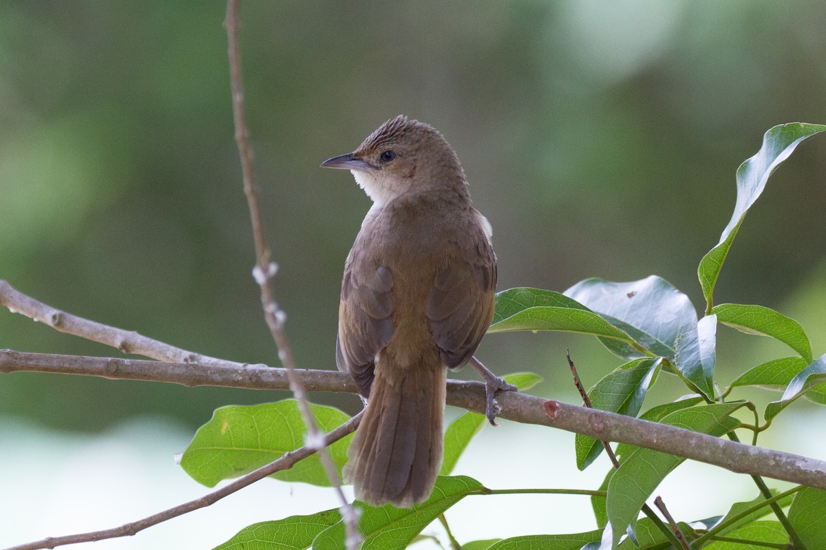 Plain Thornbird - ML85503641