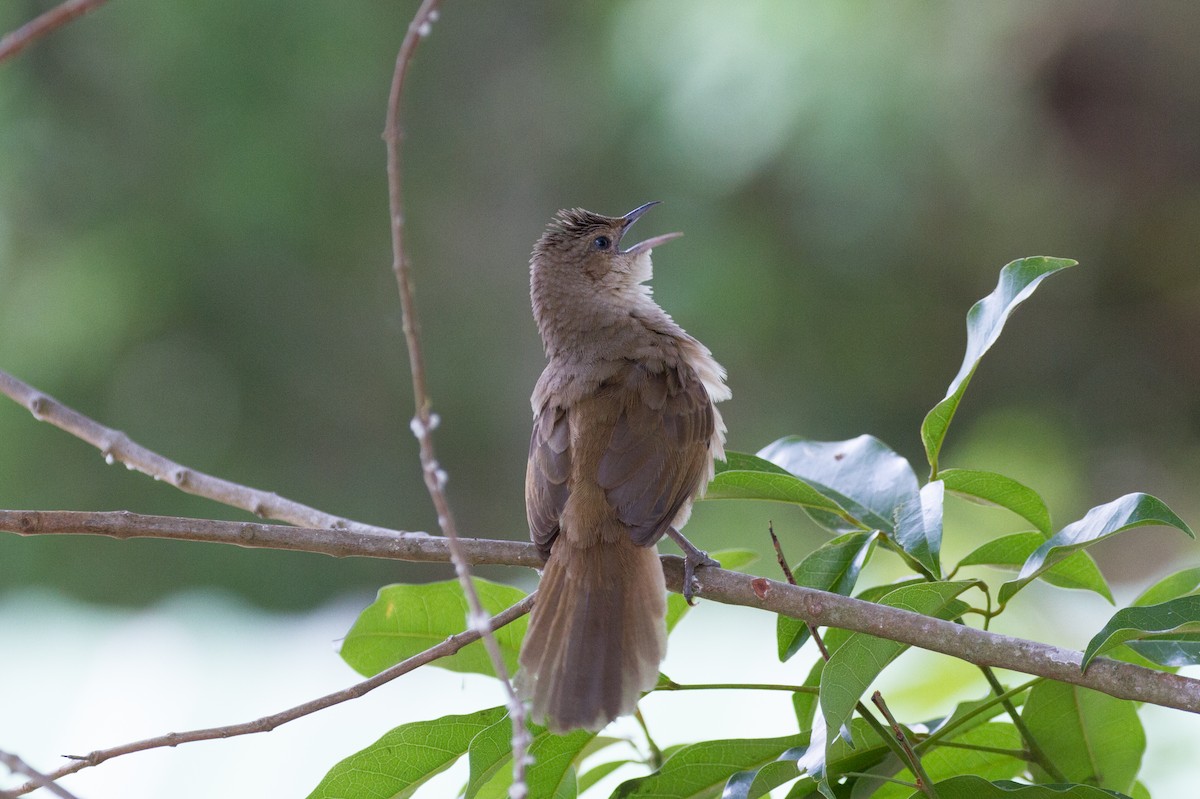 Plain Thornbird - Justyn Stahl