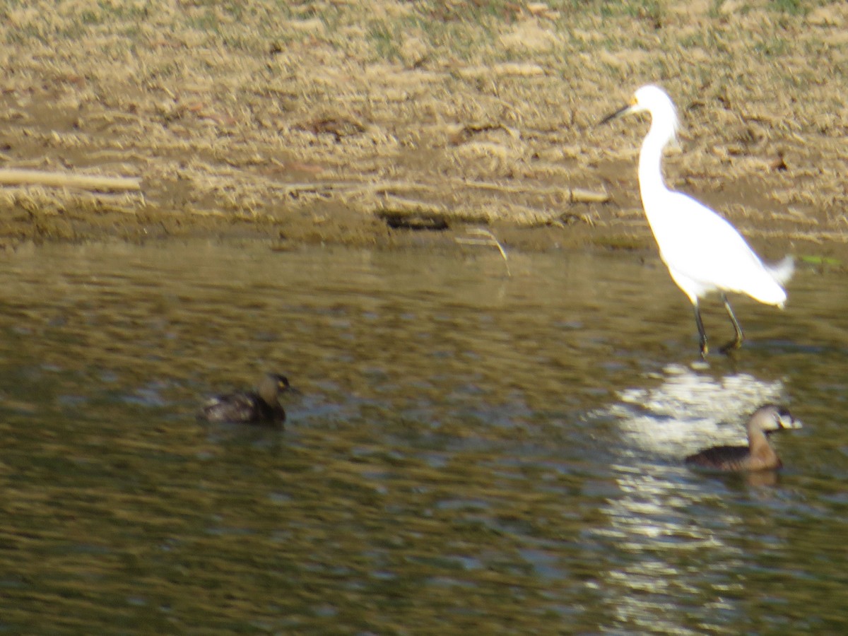 Least Grebe - ML85503731