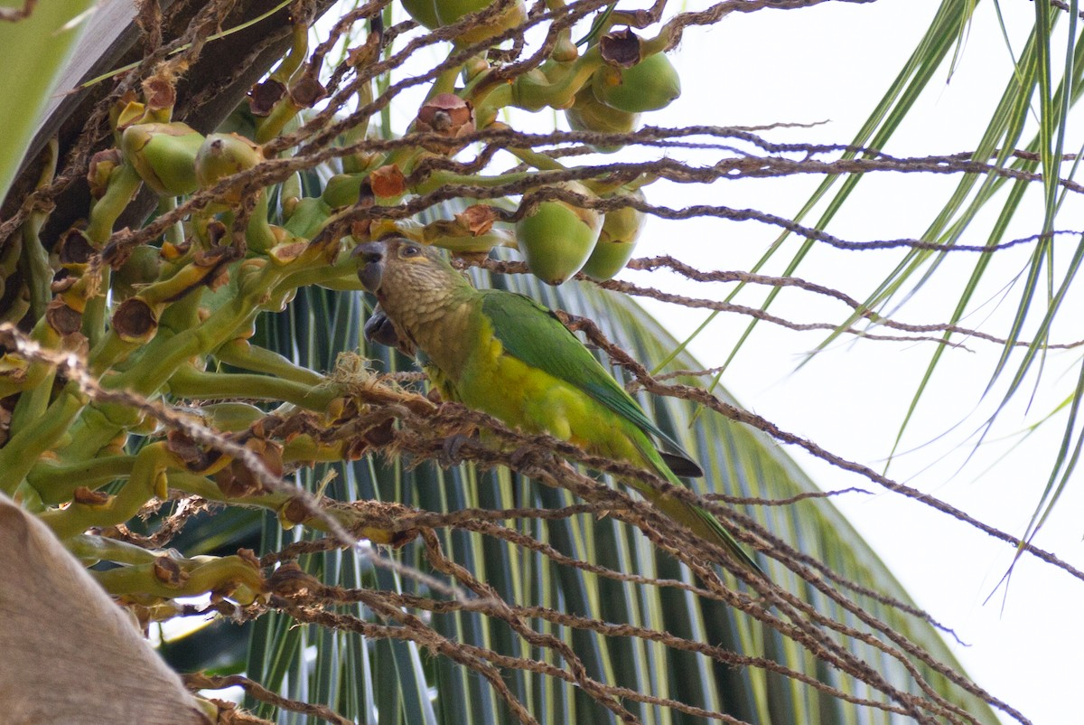 Brown-throated Parakeet - ML85503751