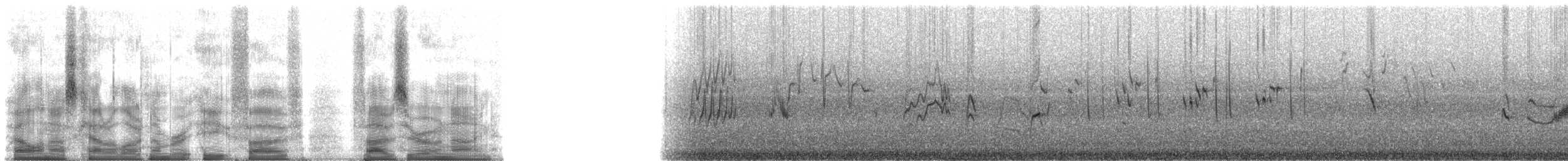 Riesendrossel - ML85509