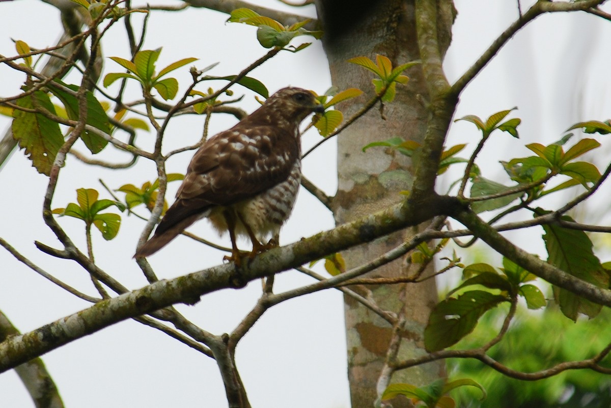 Broad-winged Hawk - ML85509711