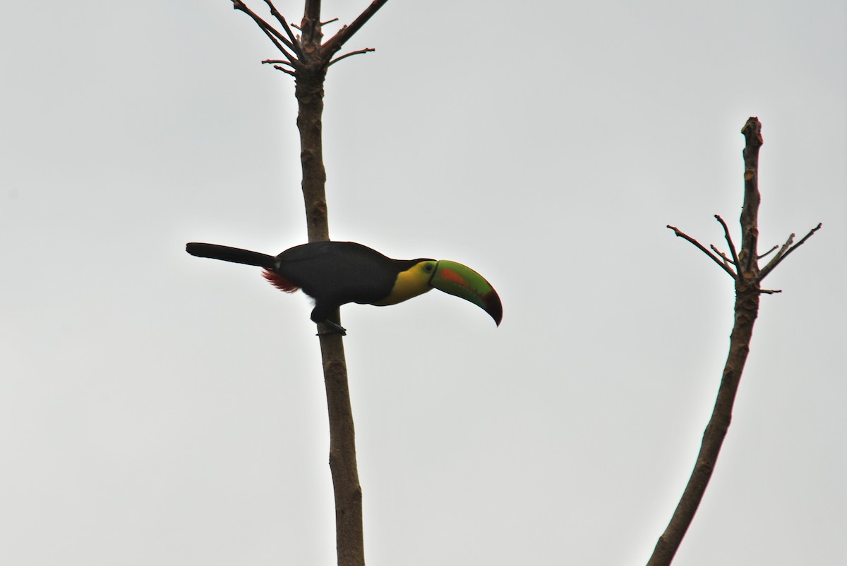 Toucan à carène - ML85509751