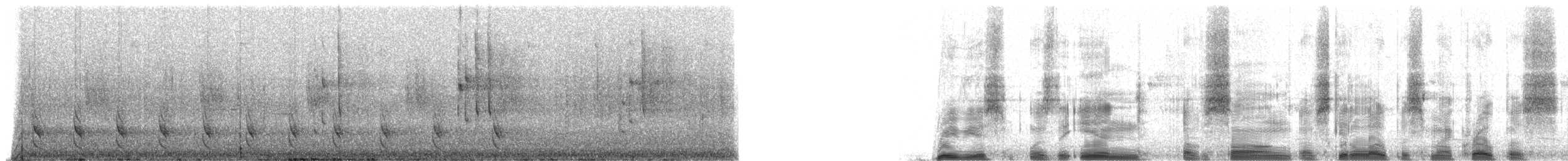 Thamnophilus sp. - ML85511