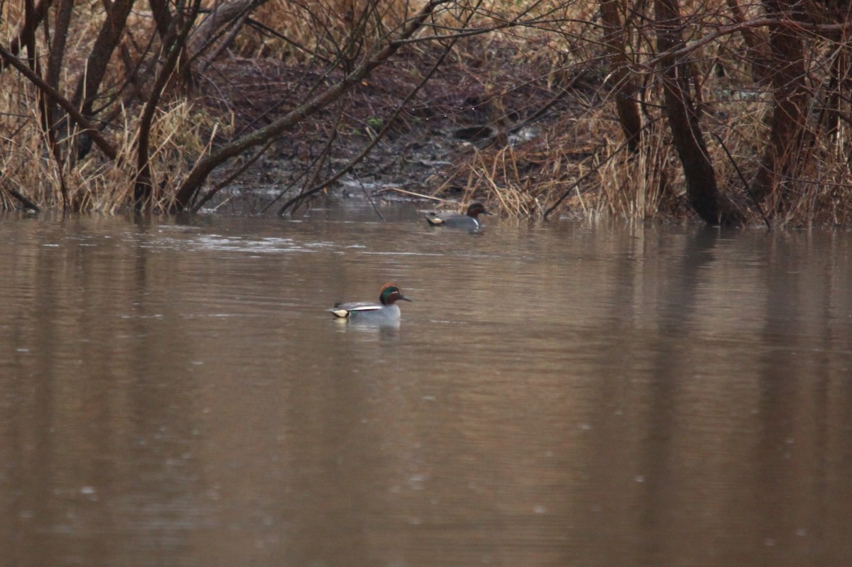 Green-winged Teal (Eurasian) - Mark Gallagher