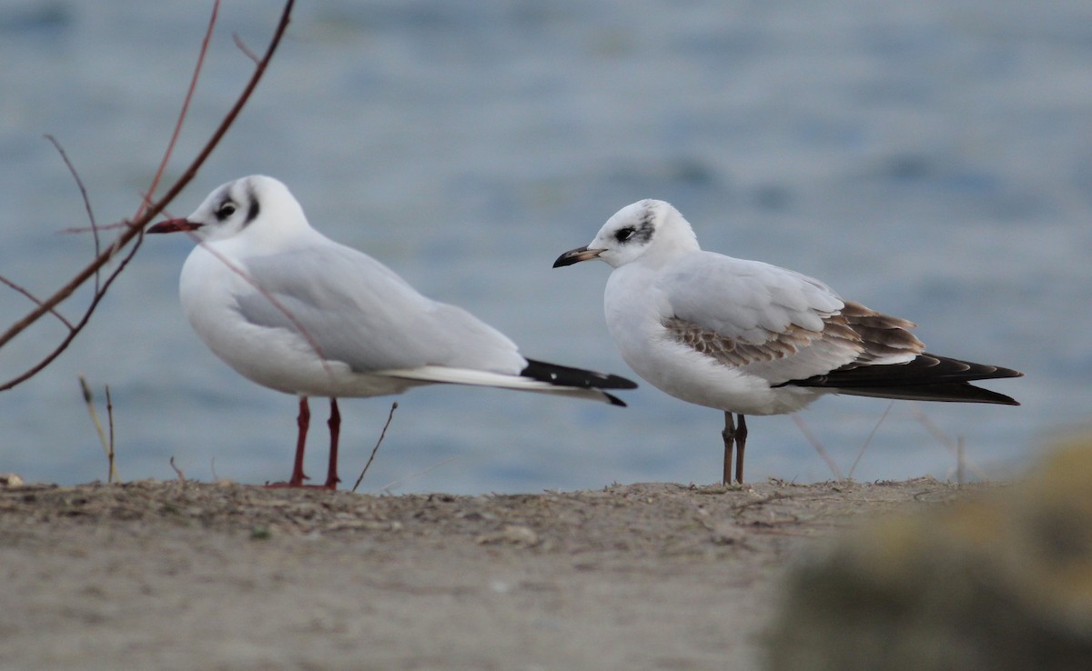 Mediterranean Gull - ML85514141