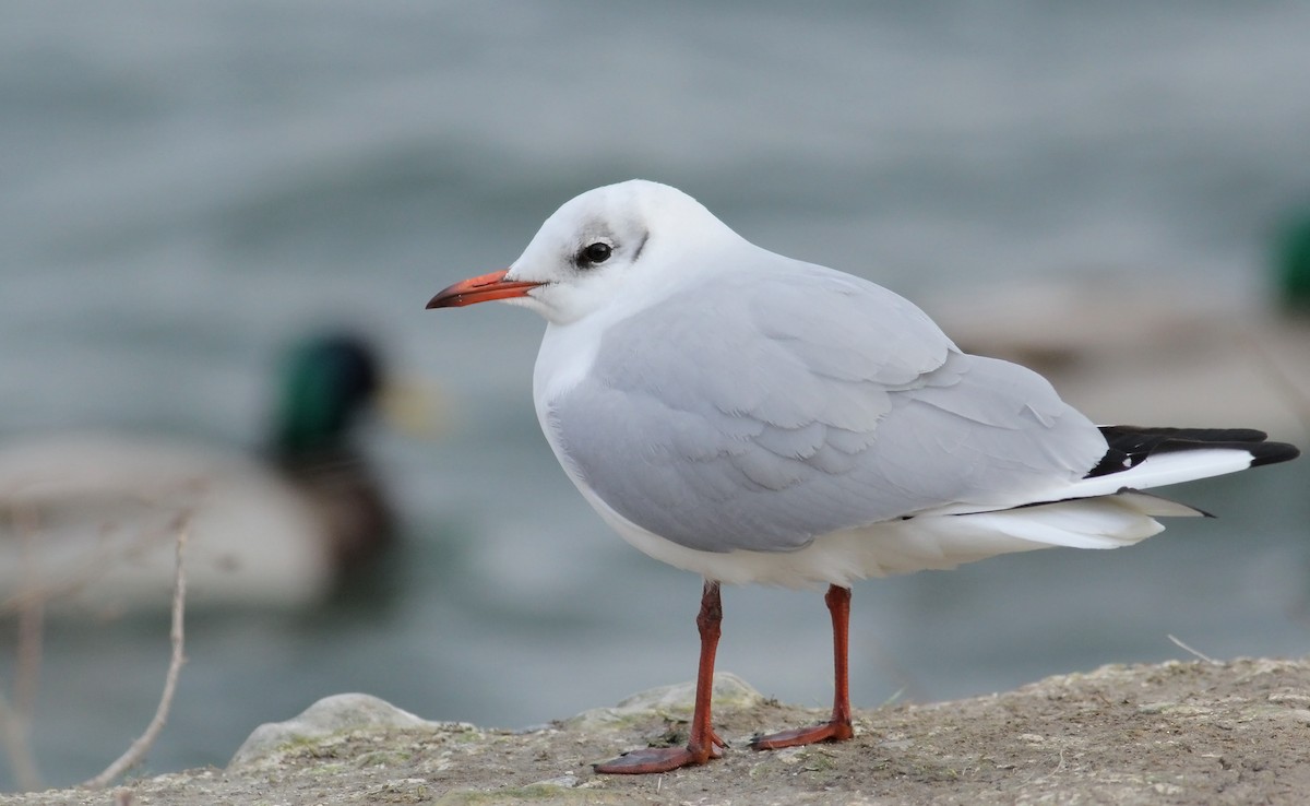 Black-headed Gull - ML85514601