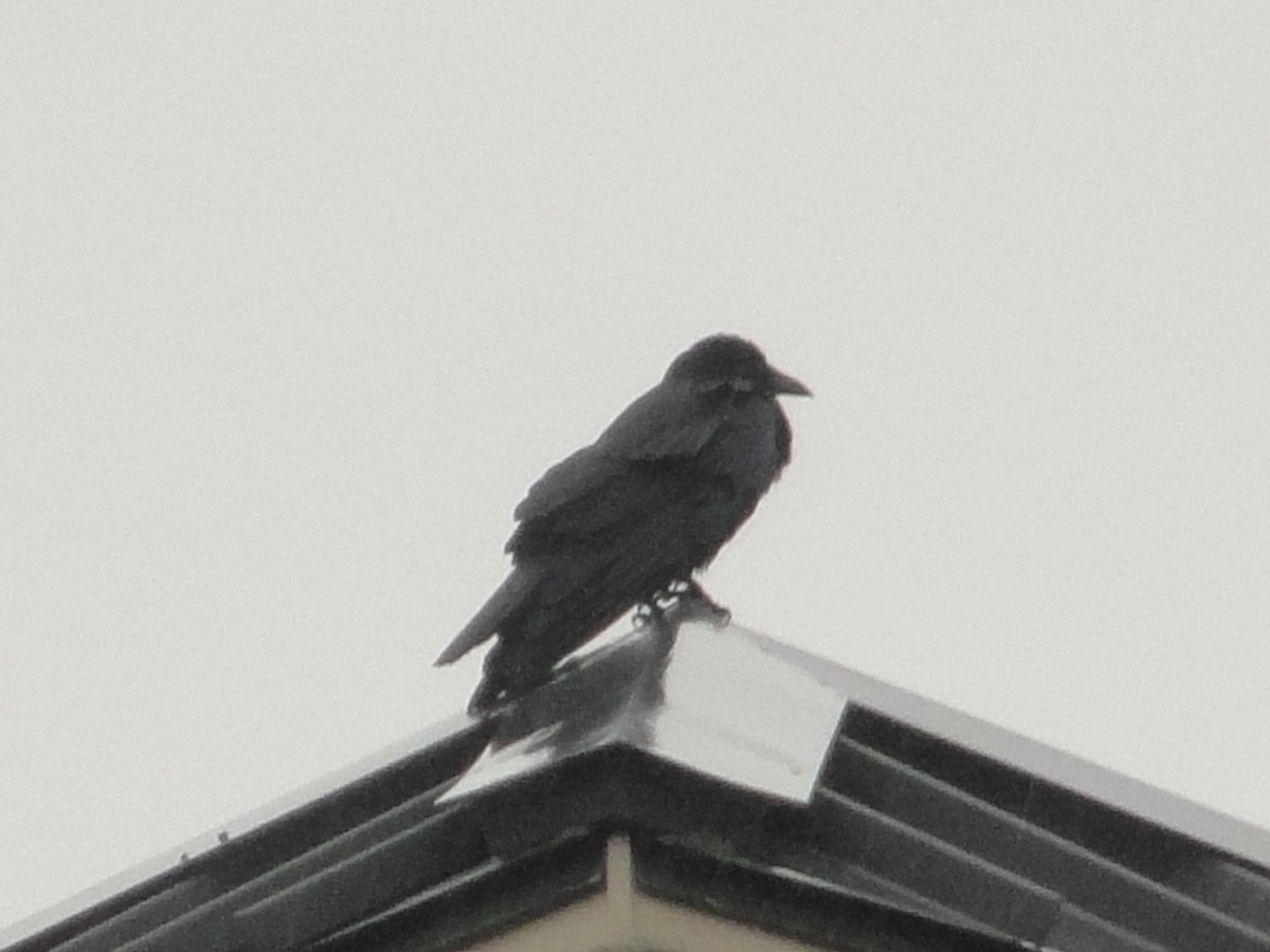 Fish Crow - ML85514701