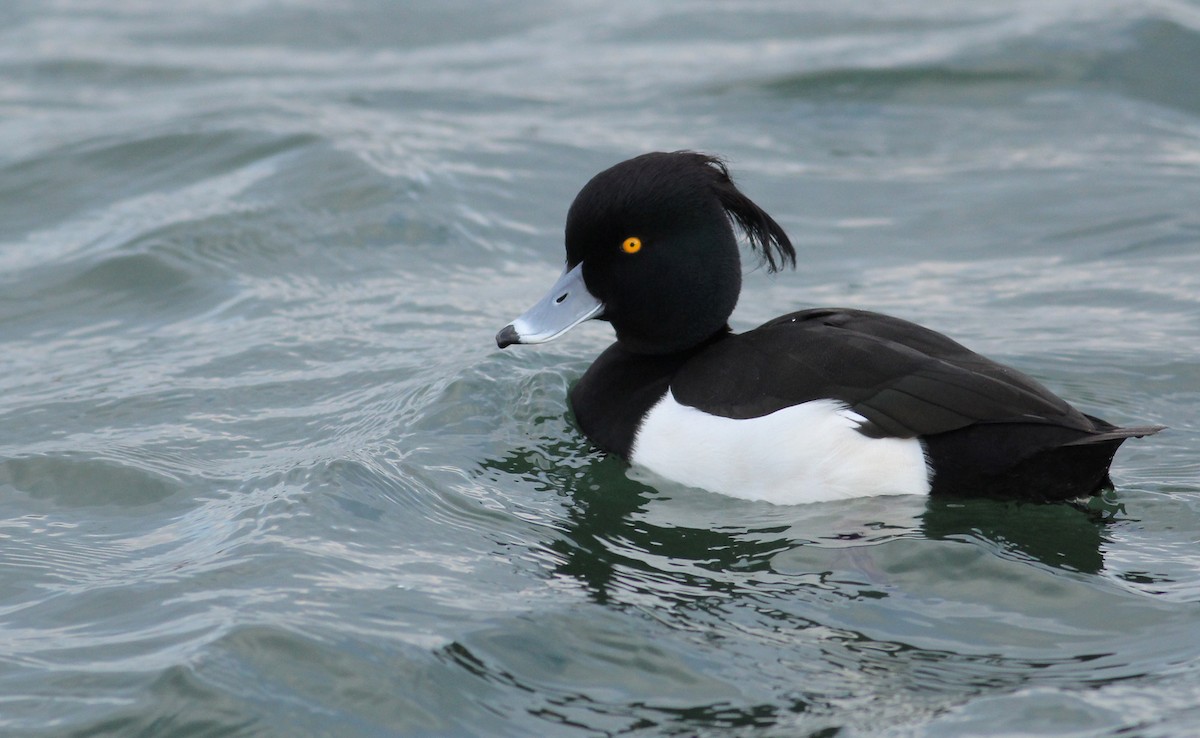 Tufted Duck - ML85514741