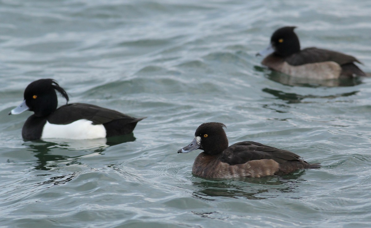 Tufted Duck - ML85514821