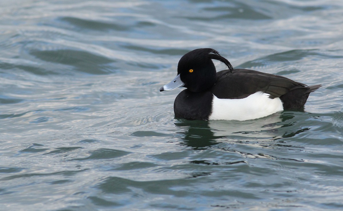 Tufted Duck - ML85514841