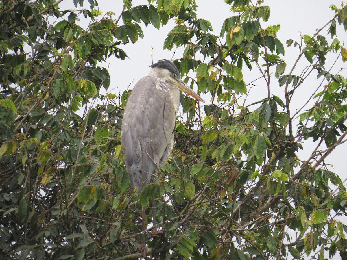 Garza Cuca - ML85515301