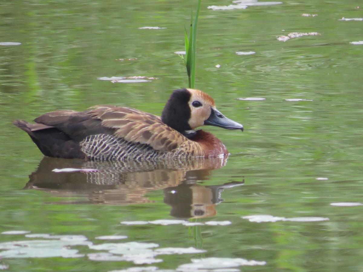 White-faced Whistling-Duck - ML85515421