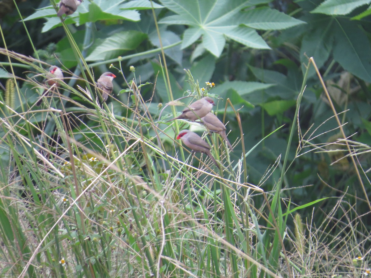 Common Waxbill - Vitor Gomes