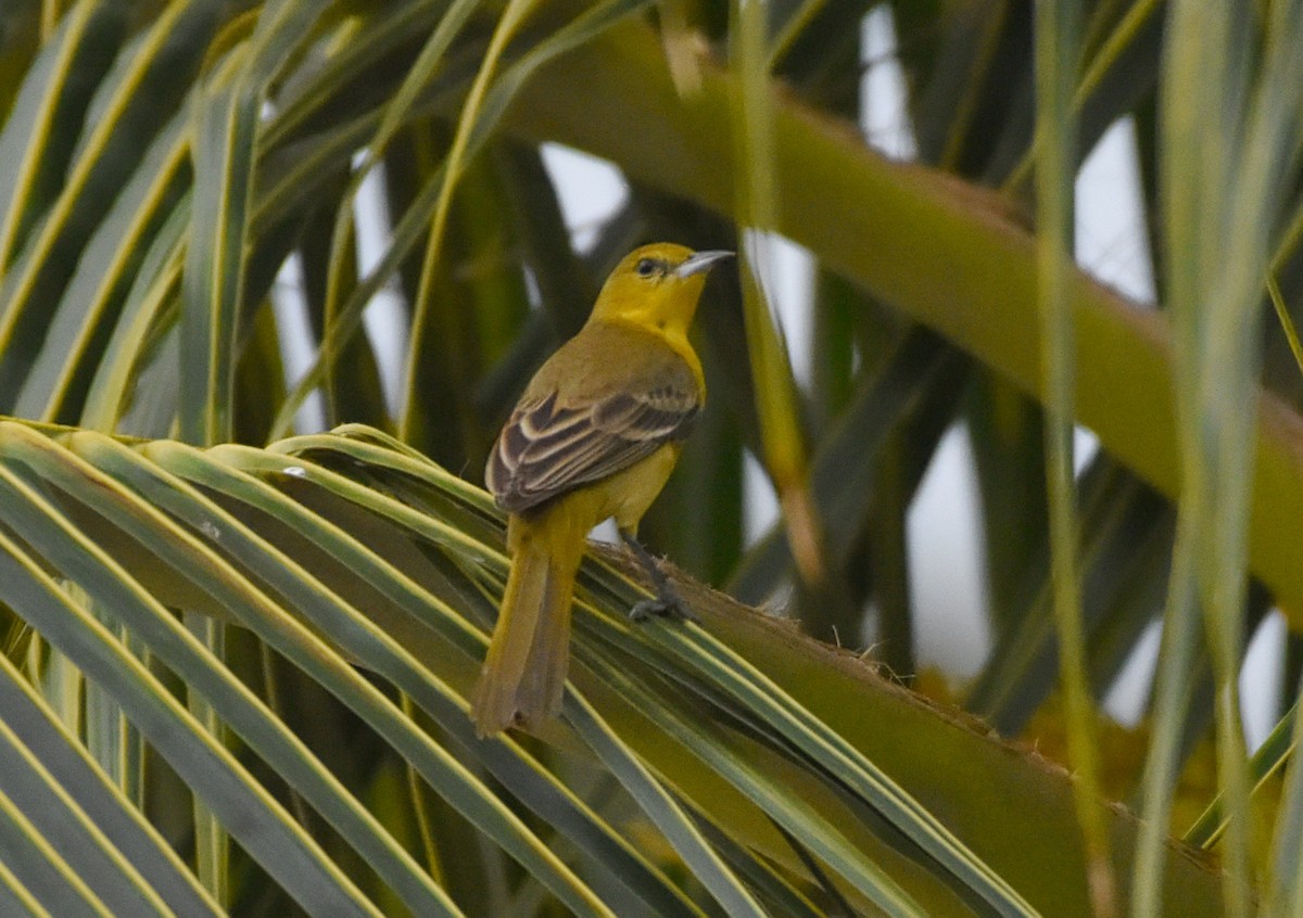 Hooded Oriole - ML85515841