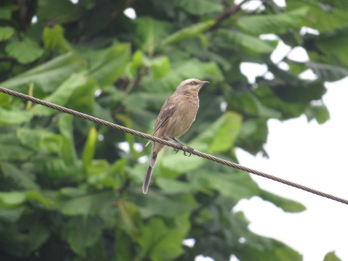 Chalk-browed Mockingbird - ML85515881