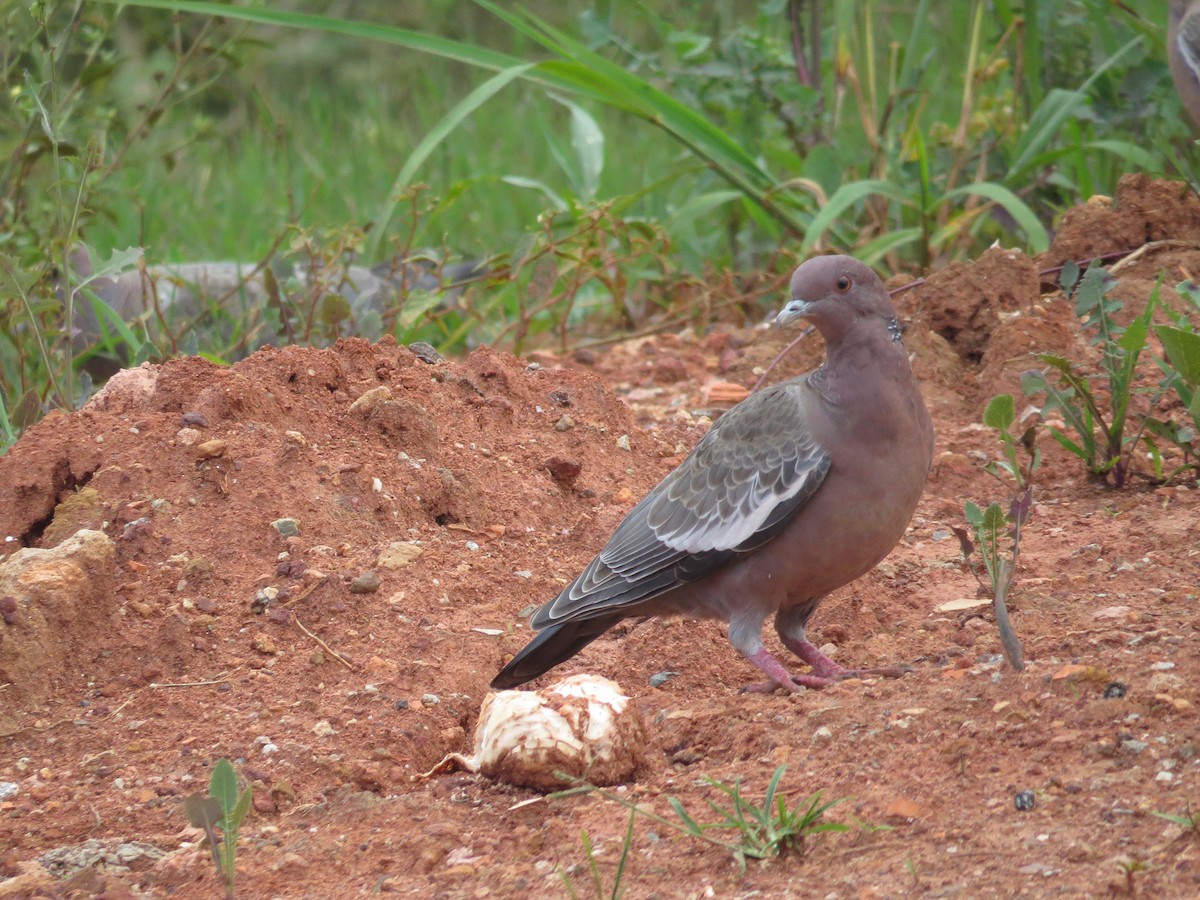 Picazuro Pigeon - ML85515951