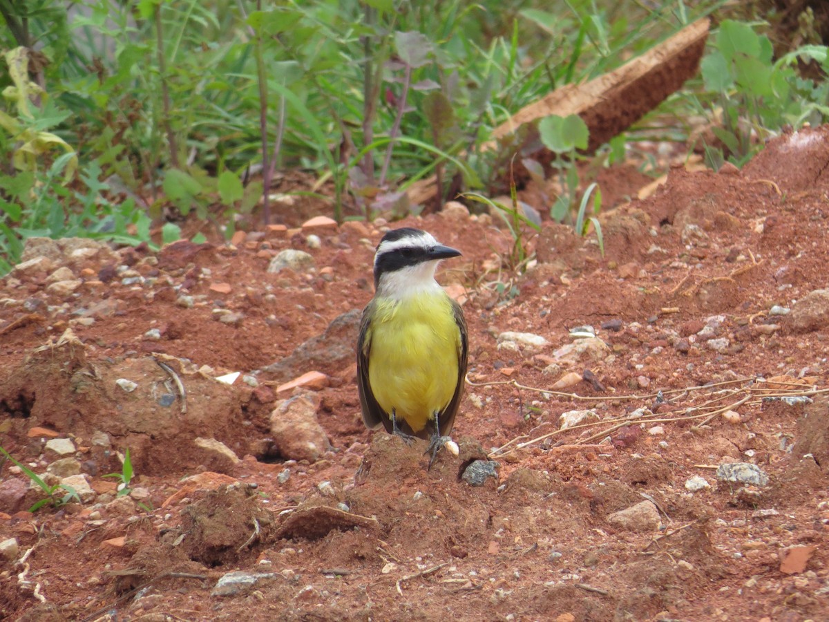 Great Kiskadee - ML85516061