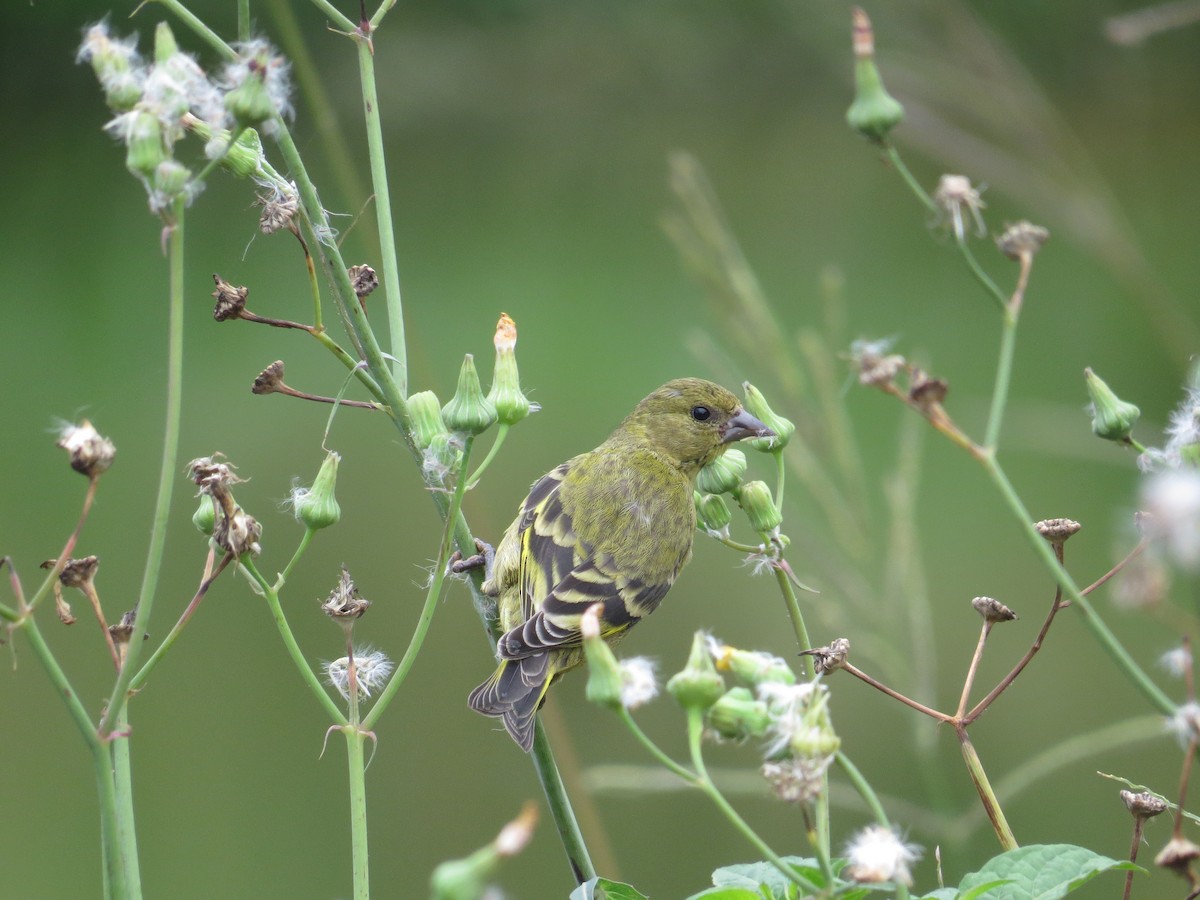 Hooded Siskin - ML85516361