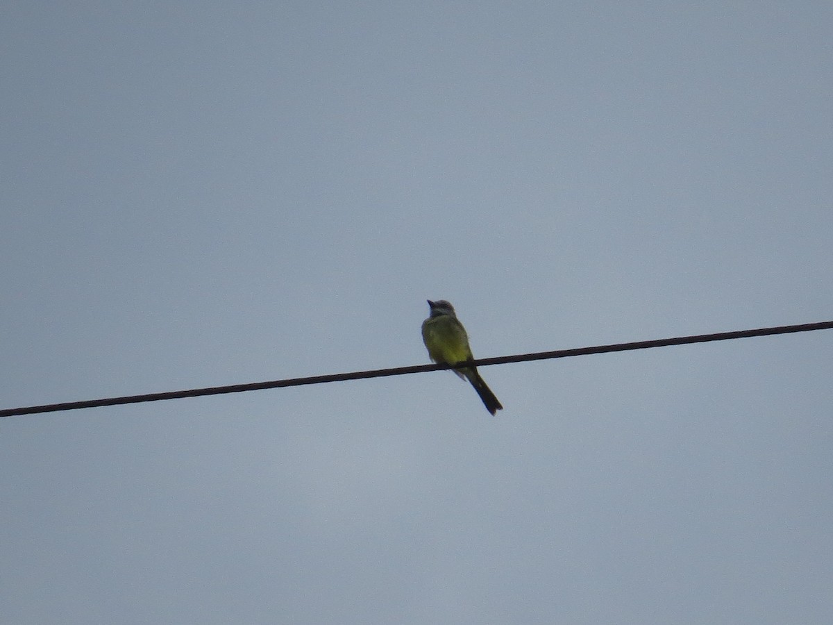 Tropical Kingbird - ML85516441