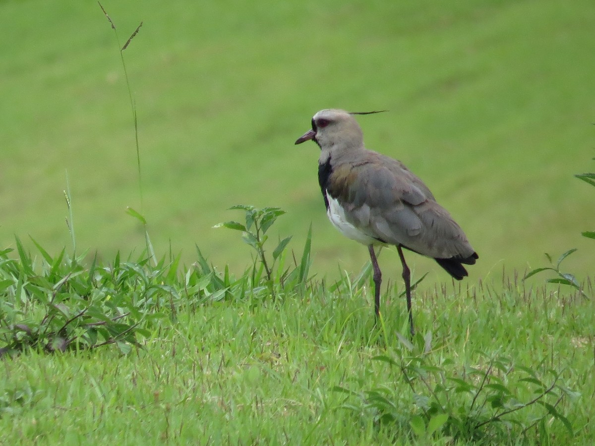 Southern Lapwing - ML85516511