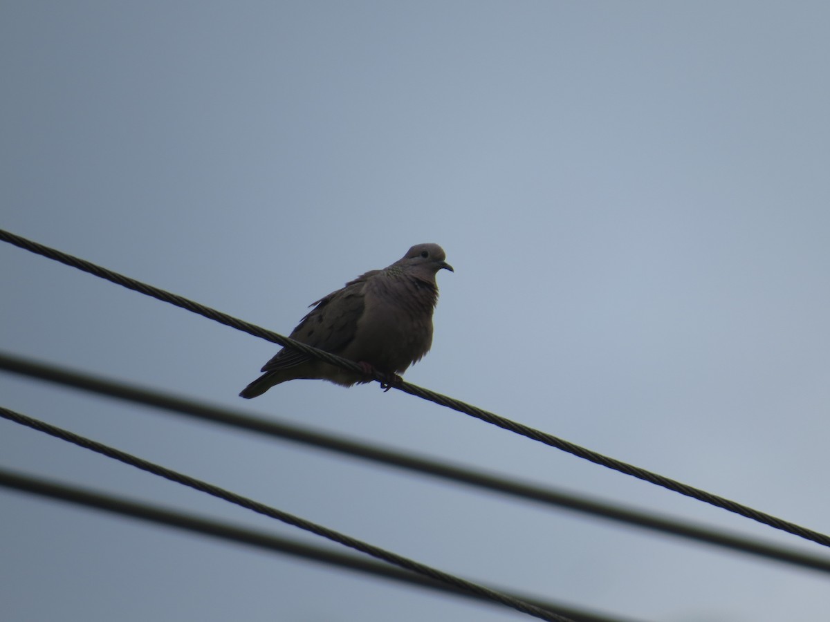 Eared Dove - ML85516581