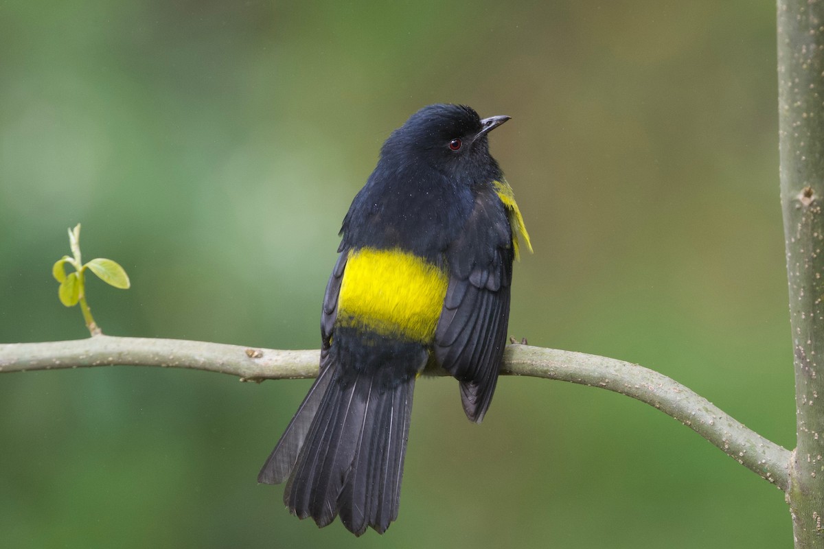 Black-and-yellow Silky-flycatcher - ML85516821