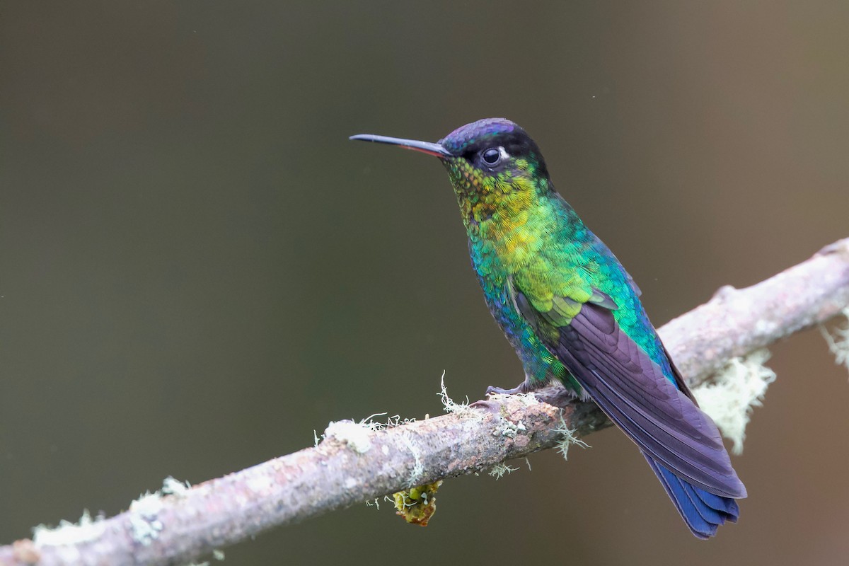 Fiery-throated Hummingbird - ML85516861