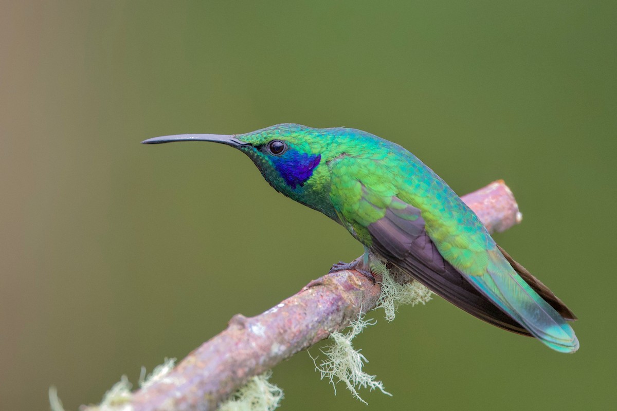 Lesser Violetear - ML85516921