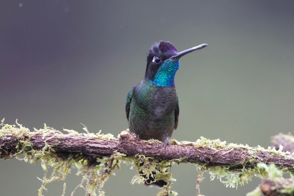 Colibri de la Talamanca - ML85517091